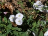 Family Convolvulaceae - 3 20160930_5655