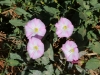 Family Convolvulaceae - 1 20160930_5656