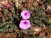 Family Convolvulaceae - 2 20160930_5658