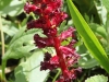 Family Orobanchaceae - 2 Orobanche densiflora1512