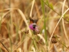 Moths of Morocco - 6c