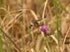 Moths of Morocco - 6b