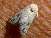 Moths of Morocco - 5 20160912_5653