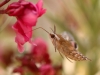Moths of Morocco - 7a