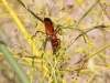 Wasps - 3 IMG_5659