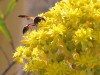 Wasps - 9b  Dar Balmira roof deck.   March 1, 2017  20170301_6664