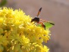 Wasps - 9a  20170301_6666