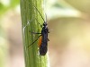Wasps - 10  20190503_1498