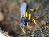 Wasps - 8a   20190716_1639