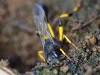 Wasps - 8b   20190716_1640