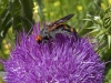 Wasps - 5b