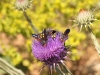 Wasps - 5c