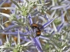 Wasps - 6c