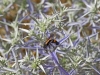 Wasps - 6b