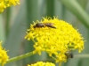 Wasps - 2 DSC06654