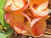 Wasps - 1b IMG_5366