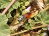 Wasps - 7  IMG_8508