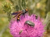 Wasps - 5e IMG_8700