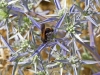 Wasps - 6a