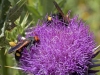 Wasps - 5a