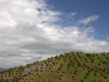 Agricultural Landscapes - 3