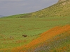 Agricultural Landscapes - 7