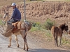 Animals For Human Transport - 2