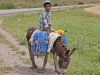 Animals For Human Transport - 3