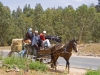 Animals For Human Transport - 5
