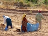 Harvesting: Produce - 2a
