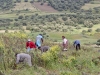 Harvesting: Food For Their Animals - 1