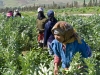 Harvesting: Produce - 1