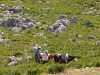 Shepherds & Herders - 6 Cows - 1