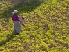 Planting & Cultivation - 8a