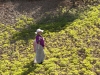 Planting & Cultivation - 8b