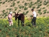Planting & Cultivation - 6 DSC06612