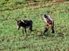 Planting & Cultivation - 4 DSC06613