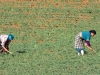 Planting & Cultivation - 5 DSC06615