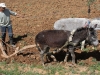 Planting & Cultivation - 1