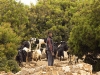 Shepherds & Herders - 5  150527_42