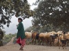 Shepherds & Herders - 1 b Beni-Snassen-Herders-3