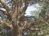 Barbary Macaque - 1