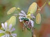 Morocco Beetle - 9b