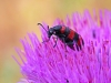 Morocco Beetle - 5a