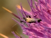 Morocco Beetle - 19b20160515_5423