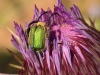 Morocco Beetle - 7 20160515_5440