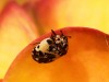 Morocco Beetle - 24  20170424_7493