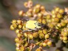 Morocco Beetle - 26  20180513_8841