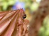 Morocco Beetle - 27  20190502_1516