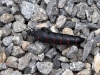 Morocco Beetle Larvae - 1